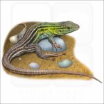 Prairie Racerunner illustration