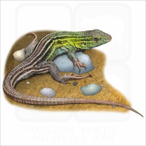 Prairie Racerunner illustration