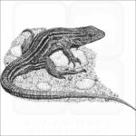 Prairie Racerunner