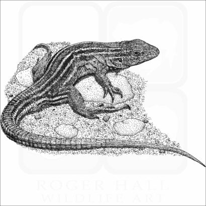 Prairie Racerunner