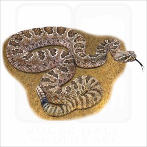 Prairie Rattlesnake illustration