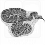 Prairie Rattlesnake