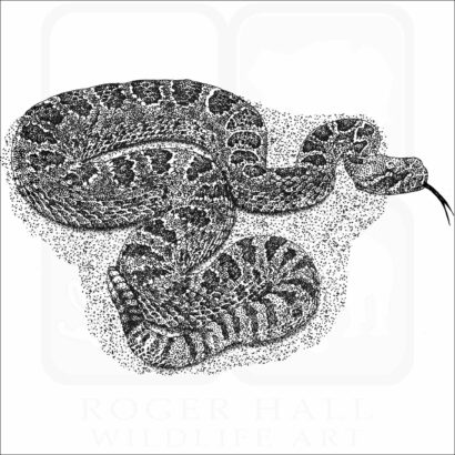 Prairie Rattlesnake
