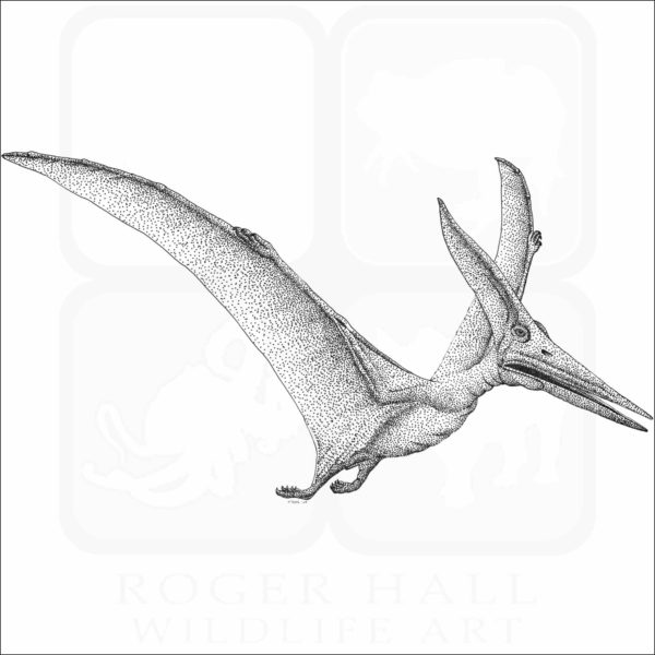Pteranodon or Pterodactyl