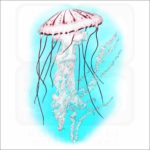 Purple-Striped Jellyfish illustration