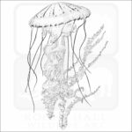 Purple-Striped Jellyfish