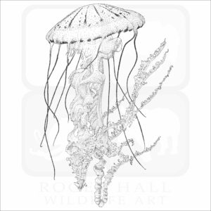 Purple-Striped Jellyfish