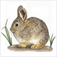 Pygmy Rabbit illustration