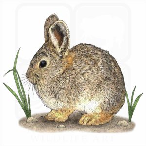 Pygmy Rabbit illustration