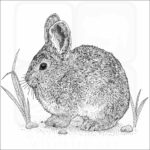Pygmy Rabbit illustration
