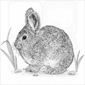 Pygmy Rabbit illustration