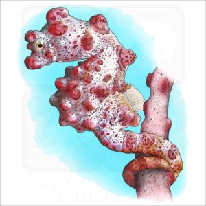 Bargibant's seahorse or Pygmy Seahorse illustration