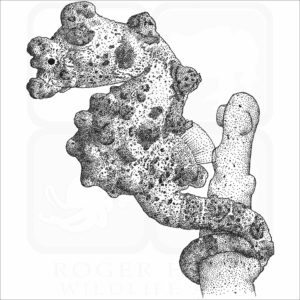 Bargibant's seahorse or Pygmy Seahorse