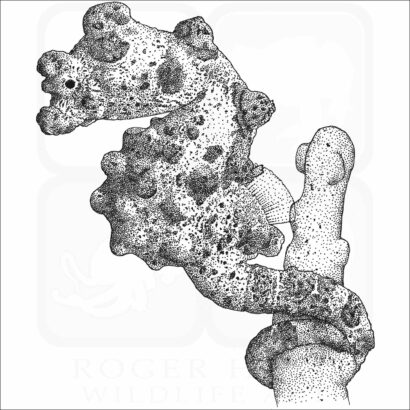 Bargibant's seahorse or Pygmy Seahorse