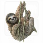 Pygmy Three-Toed Sloth illustration