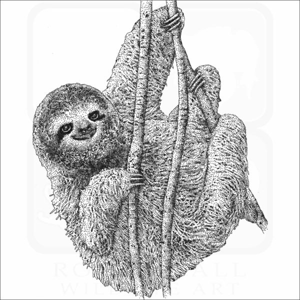 Pygmy Three-Toed Sloth