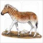 Quagga illustration