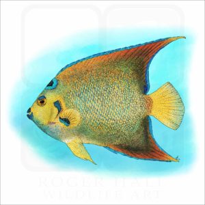 Queen Angelfish illustration