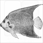Queen Angelfish