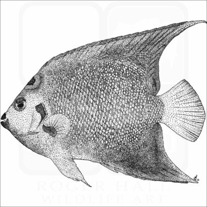 Queen Angelfish
