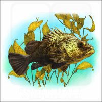 Quillback Rockfish illustration