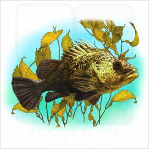 Quillback Rockfish illustration