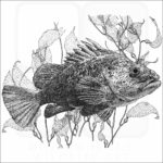Quillback Rockfish