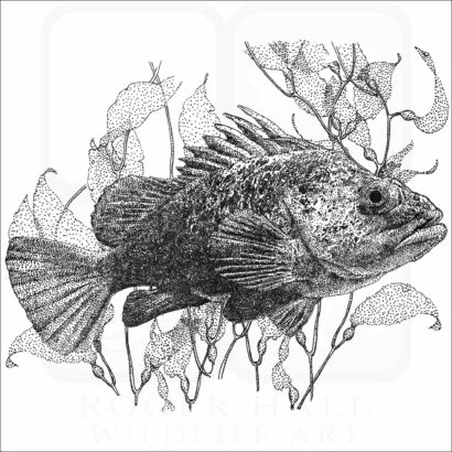 Quillback Rockfish