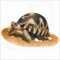 Radiated Tortoise illustration