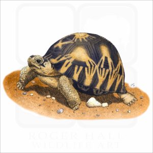Radiated Tortoise illustration