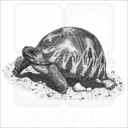 Radiated Tortoise