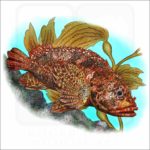 Rainbow Scorpionfish illustration