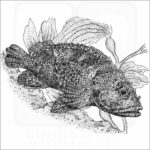 Rainbow Scorpionfish