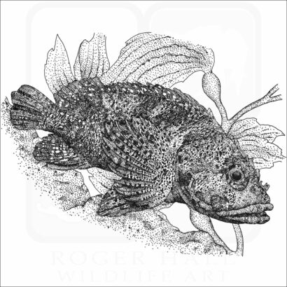 Rainbow Scorpionfish