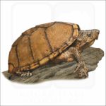 Razor-Backed Musk Turtle illustration