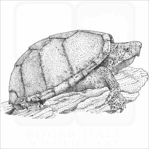 Razor-Backed Musk Turtle