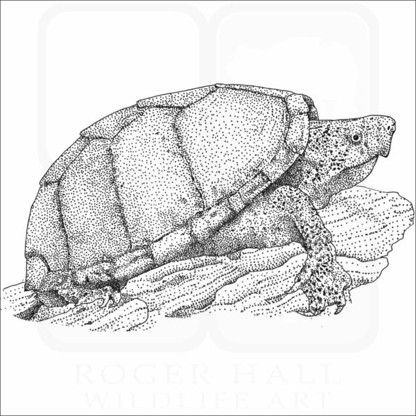 Razor-Backed Musk Turtle
