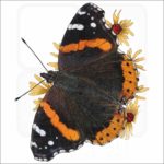 Red Admiral Butterfly illustration