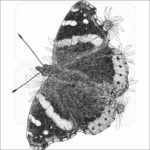 Red Admiral Butterfly