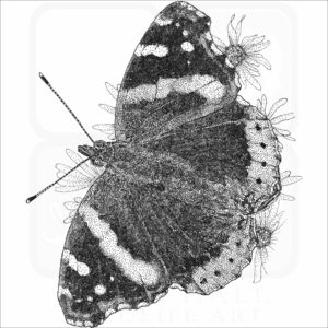 Red Admiral Butterfly
