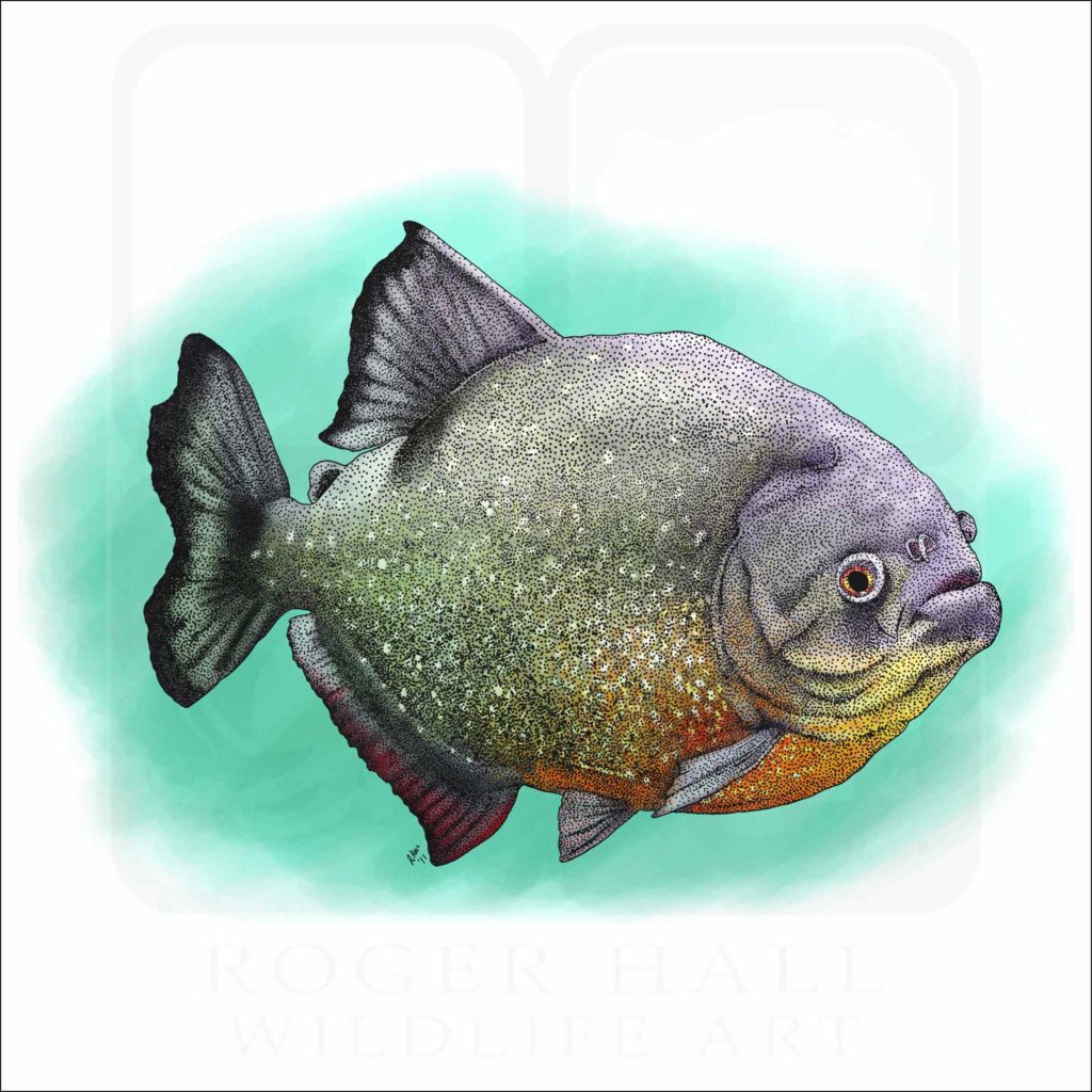 Red-Breasted Piranha - Signed Fine Art Print