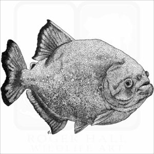 Red-Breasted Piranha