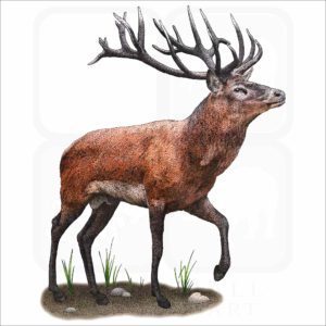 Red Deer illustration