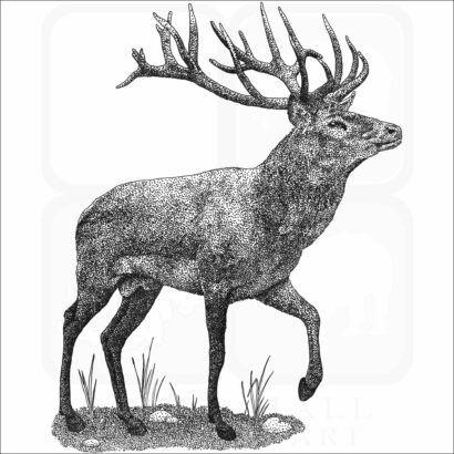 Red Deer