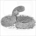 Red Diamond Rattlesnake