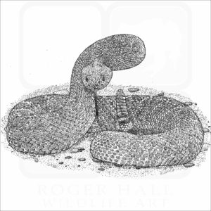 Red Diamond Rattlesnake