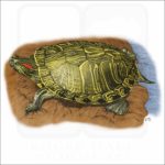 Red-Eared Slider illustration