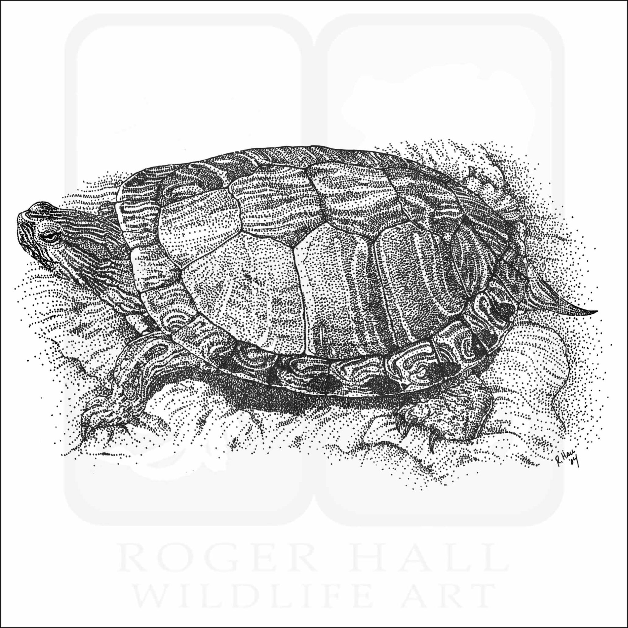 Red-Eared Slider - Signed Fine Art Print