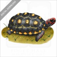 Red-Footed Tortoise stock image