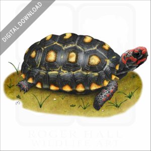 Red-Footed Tortoise stock image